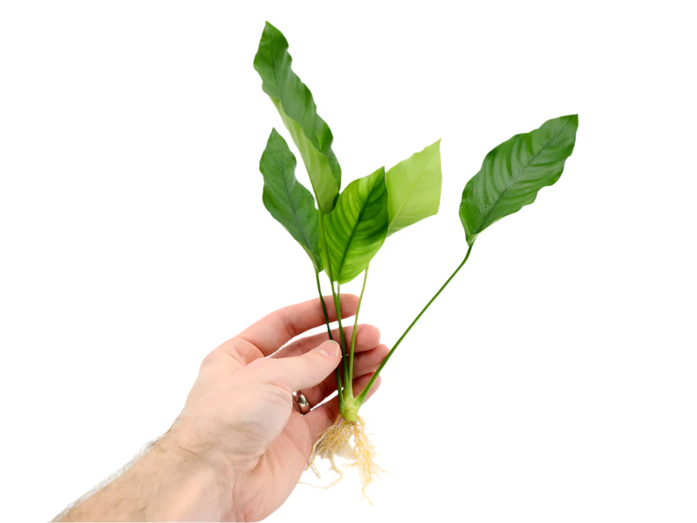 Anubias barteri 'Crispus' (Anubias sp.) - Nestor' Aquariums & Pets