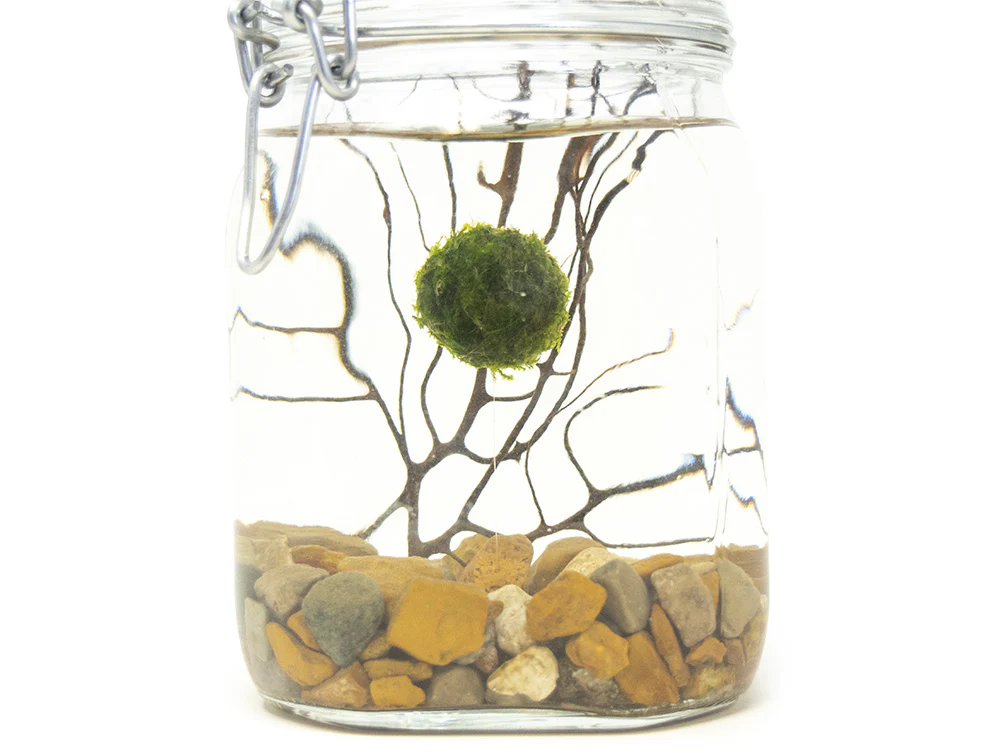 Aquatic Arts Desktop Terrarium - Nestor' Aquariums & Pets
