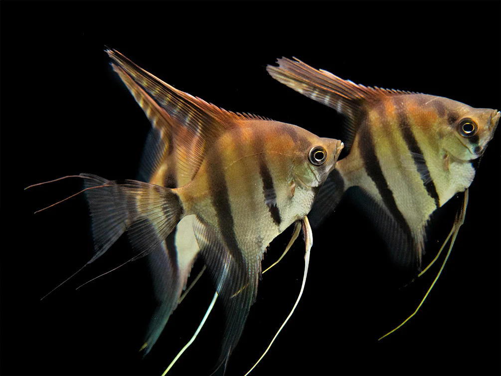 Red Shoulder Manacapuru Angelfish (Pterophyllum scalare) - TANK-BRED!!! - Nestor' Aquariums & Pets