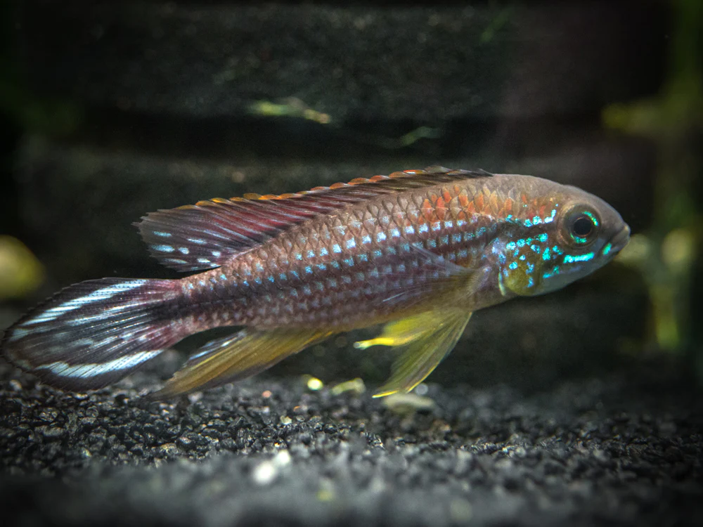 Tefe Agassizi's Dwarf Cichlid (Apistogramma cf. agassizii 