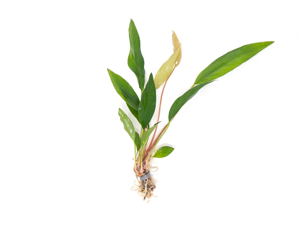 Anubias Frazeri (Anubias barteri x A. heterophylla), bare root - Nestor' Aquariums & Pets