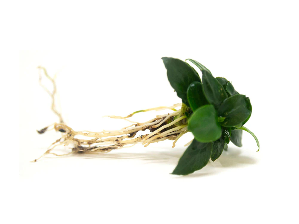 Petite Anubias Nana (Anubias barteri var. “Petite Nana”), Bare Root - Nestor' Aquariums & Pets