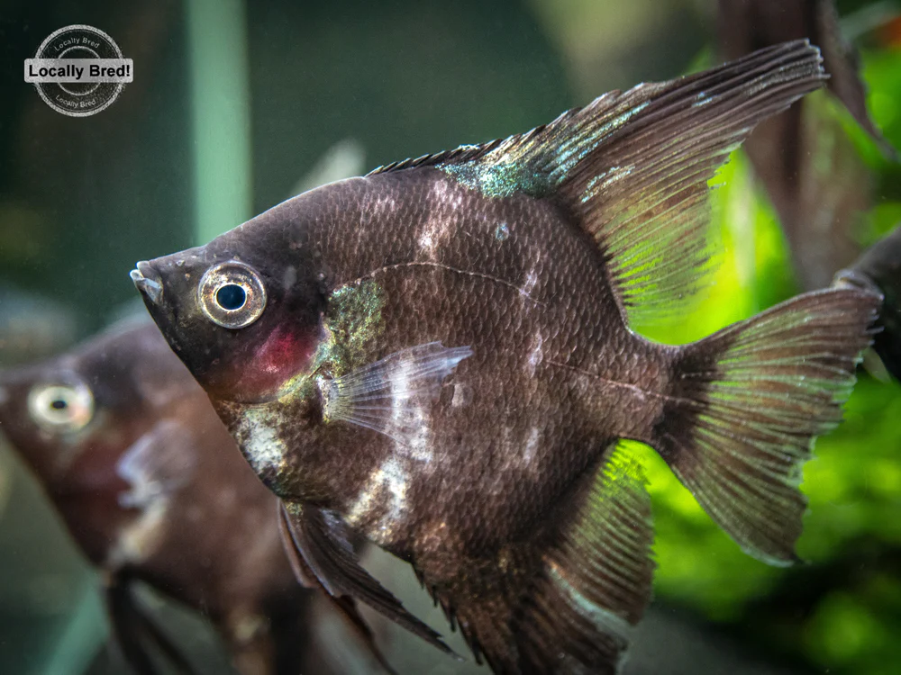 Black Angelfish (Pterophyllum scalare 