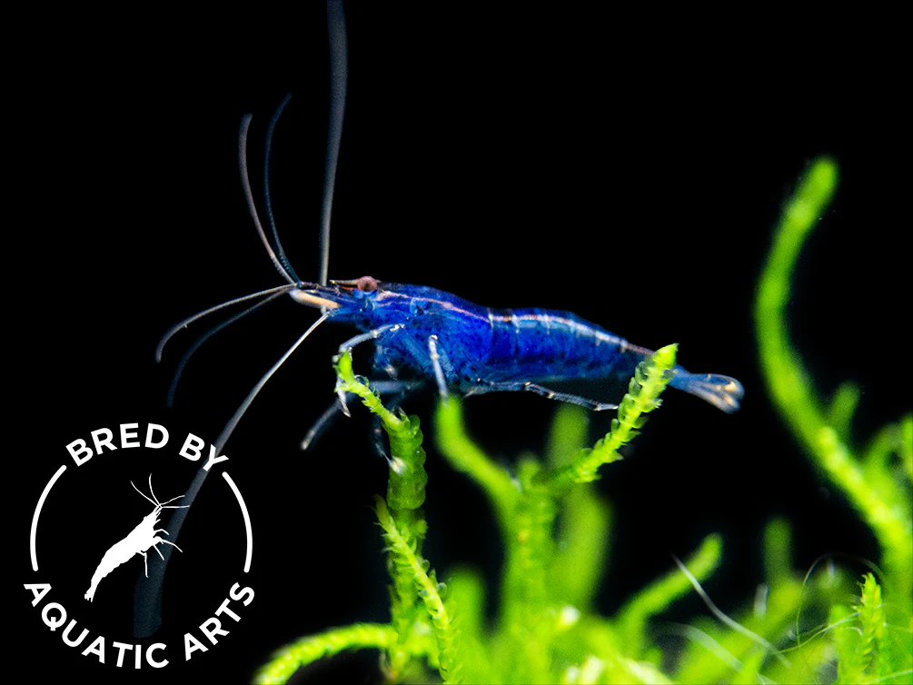 Bred By Aquatic Arts Neocaridina Shrimp Combo Box (Neocaridina davidi) - Nestor' Aquariums & Pets