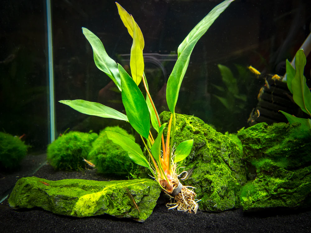 Anubias Beginner Combo Pack - Nestor' Aquariums & Pets