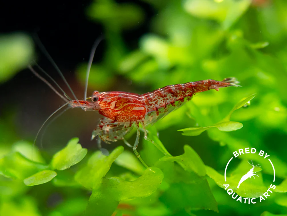 Sakura Red Cherry Shrimp (Neocaridina davidi), Bredby: Aquatic Arts - Nestor' Aquariums & Pets