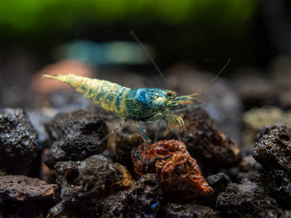 Blue Bolt Shrimp (Caridina cantonensis var. “Blue Bolt”), A-S Grade, Tank-Bred - Nestor' Aquariums & Pets