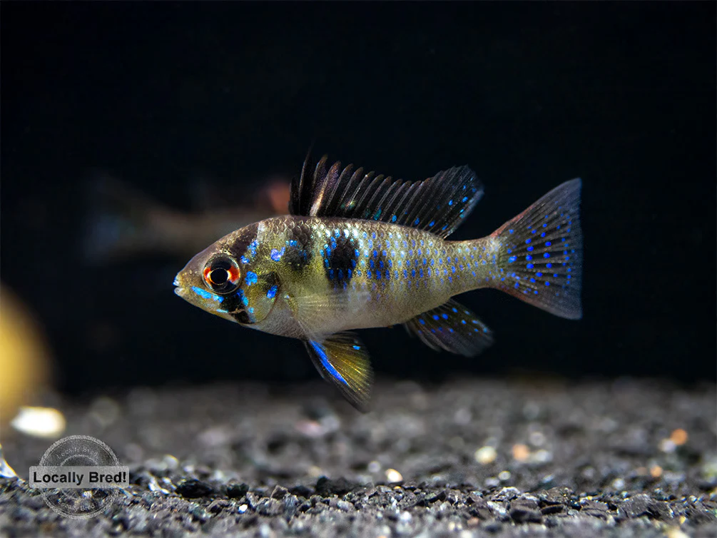 German Blue Ram Dwarf Cichlid (Mikrogeophagus ramirezi) - LOCALLY BRED!!! - Nestor' Aquariums & Pets