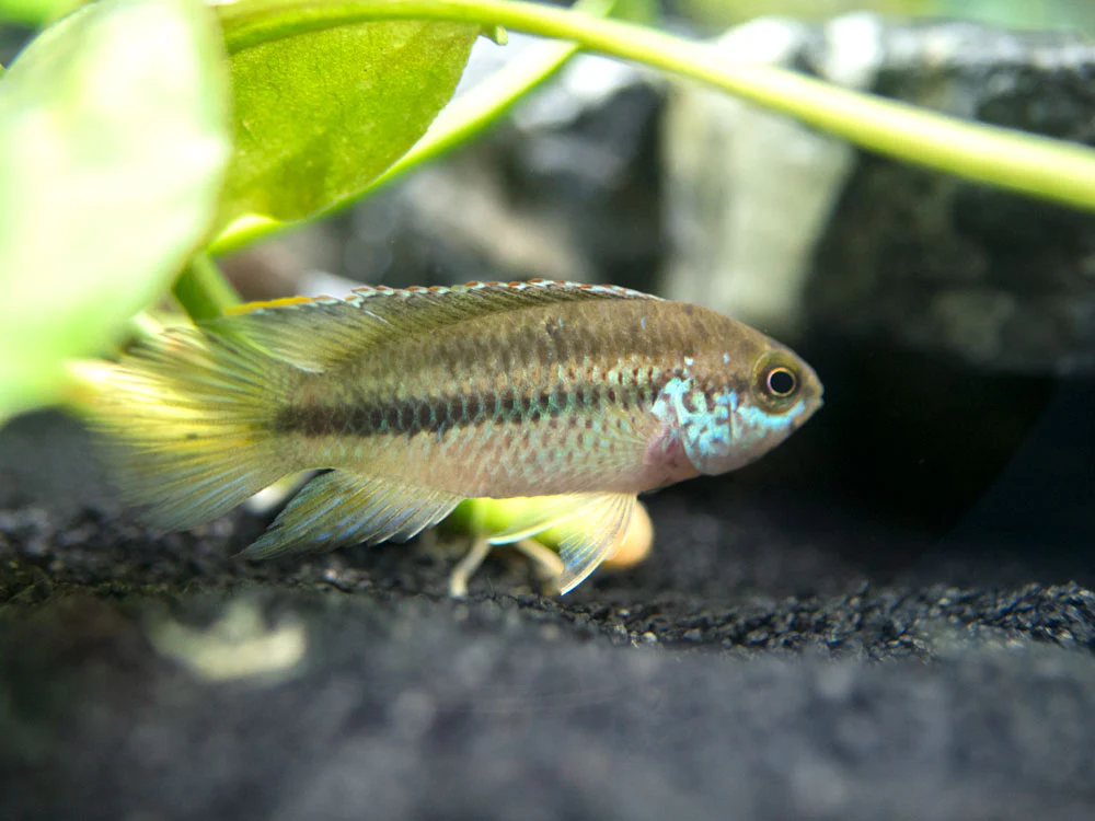 Golden Dwarf Cichlid (Nannacara anomala), - Tank Bred - Nestor' Aquariums & Pets