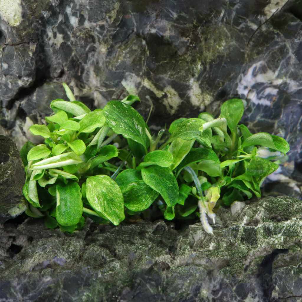 Bucephalandra Pygmaea 'Bukit Kelam' Tissue Culture - Nestor' Aquariums & Pets