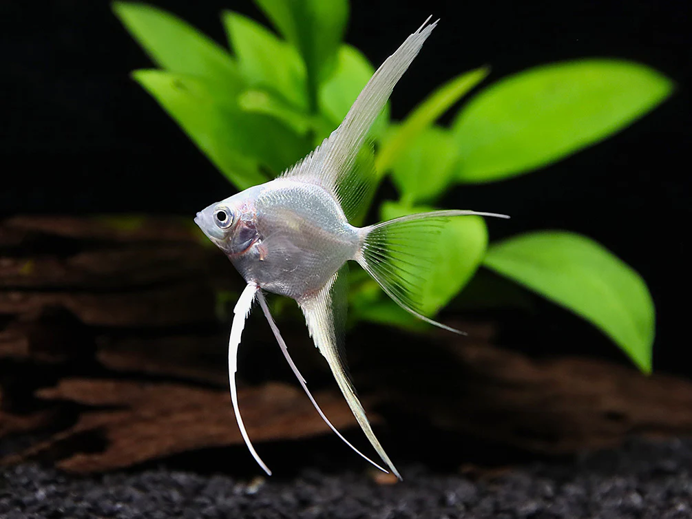 Platinum Veiltail Angelfish (Pterophyllum scalare) – Tank-Bred - Nestor' Aquariums & Pets