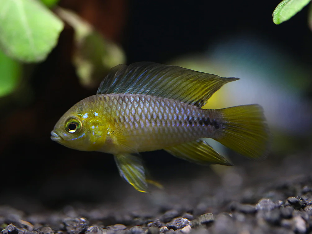 Umbrella Borelli Dwarf Cichlid (Apistogramma borelli) - Tank-Bred! - Nestor' Aquariums & Pets