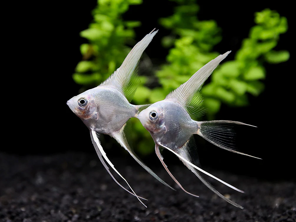 Platinum Veiltail Angelfish (Pterophyllum scalare) – Tank-Bred - Nestor' Aquariums & Pets