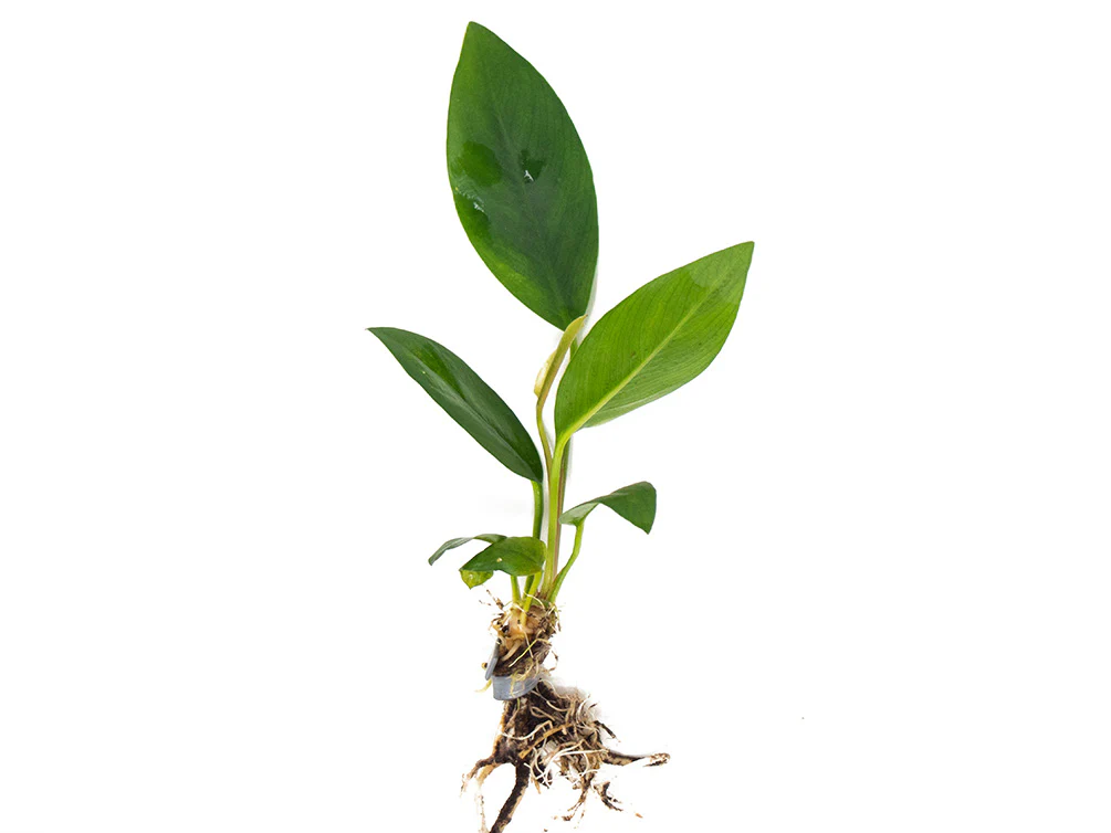 Anubias Congensis (Anubias heterophylla), bare root - Nestor' Aquariums & Pets