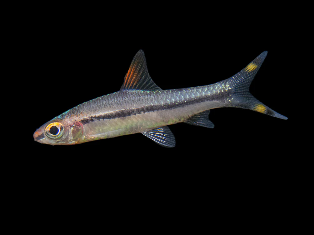 Denison’s Barb (Sahyadria denisonii), Tank-Bred - Nestor' Aquariums & Pets