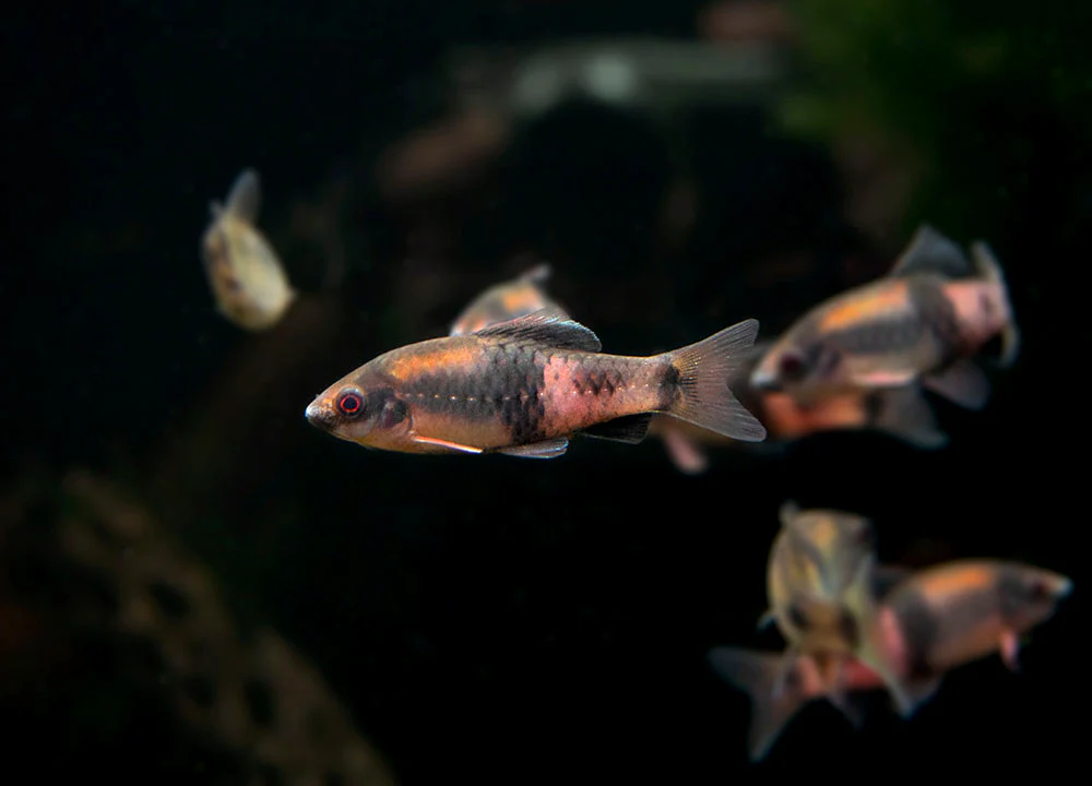 Red Panda AKA Melon Barb (Haludaria fasciata) - Nestor' Aquariums & Pets