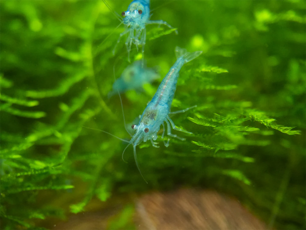 Sky Blue Velvet Shrimp Breeder Combo Box - Nestor' Aquariums & Pets