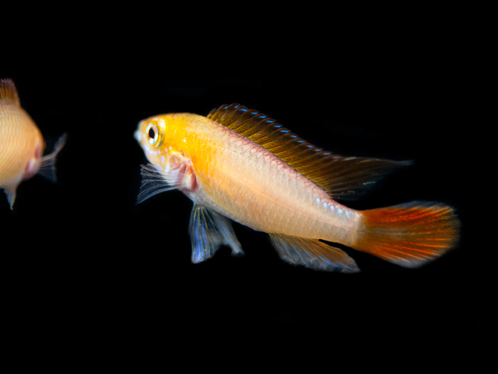 Fire Red Agassizi's Dwarf Cichlid (Apistogramma cf. agassizii) - TANK-BRED!!! - Nestor' Aquariums & Pets