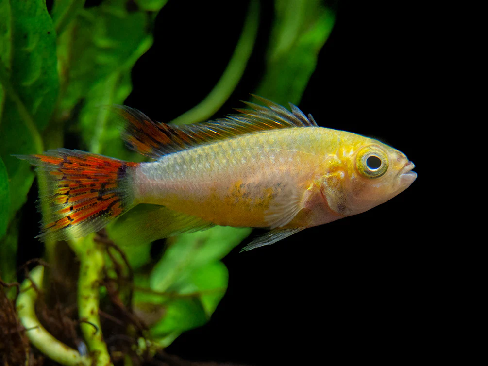 Platinum Double Red Cockatoo Dwarf Cichlid (Apistogramma cacatuoides) - TANK-BRED!!! - Nestor' Aquariums & Pets