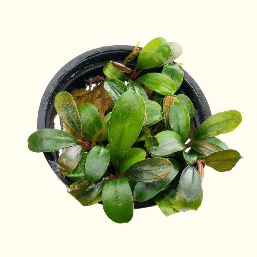 Bucephalandra Black Pearl - Nestor' Aquariums & Pets
