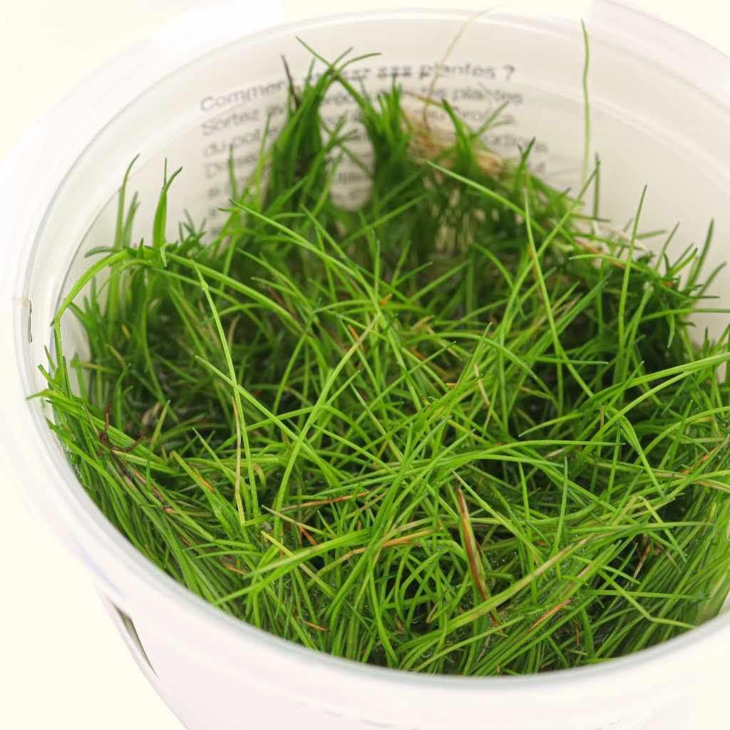 Eleocharis Pusilla 'Mini' Tissue Culture - Nestor' Aquariums & Pets