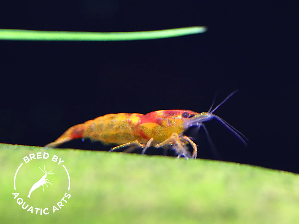 Calico Sunkist Shrimp (Neocaridina davidi) – Bred by Aquatic Arts - Nestor' Aquariums & Pets