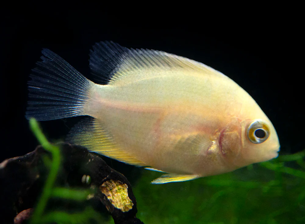 Gold Severum AKA Gold Banded Cichlid (Heros cf. efasciatus FKA H. severus), Tank-Bred - Nestor' Aquariums & Pets