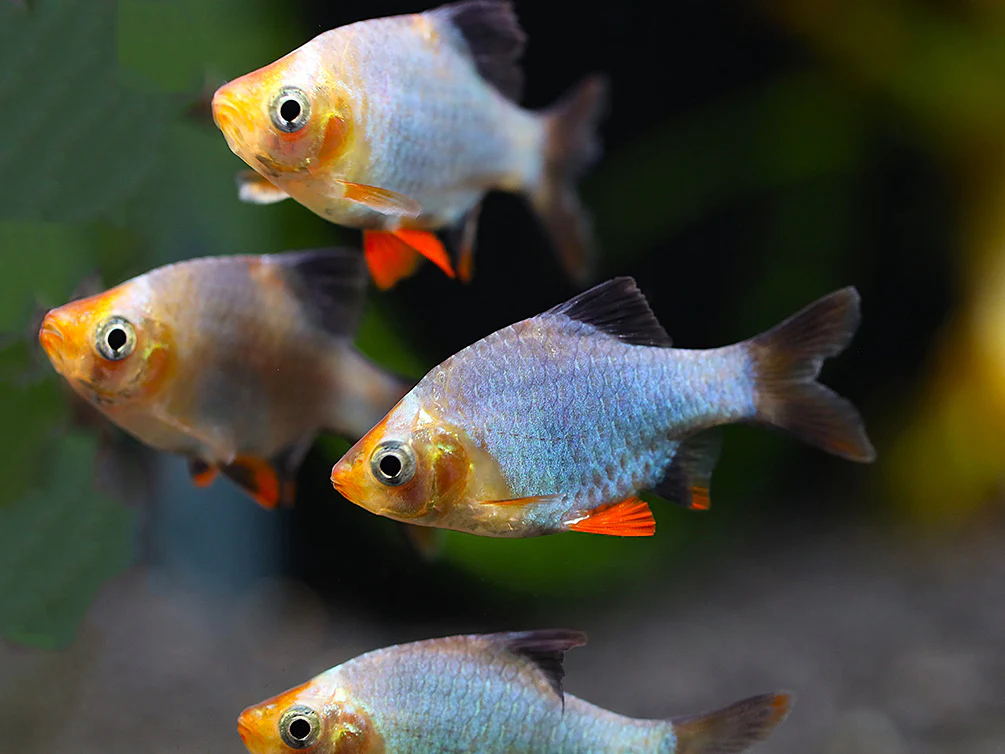 Platinum Green Tiger Barb (Puntigrus tetrazona) – Tank Bred - Nestor' Aquariums & Pets