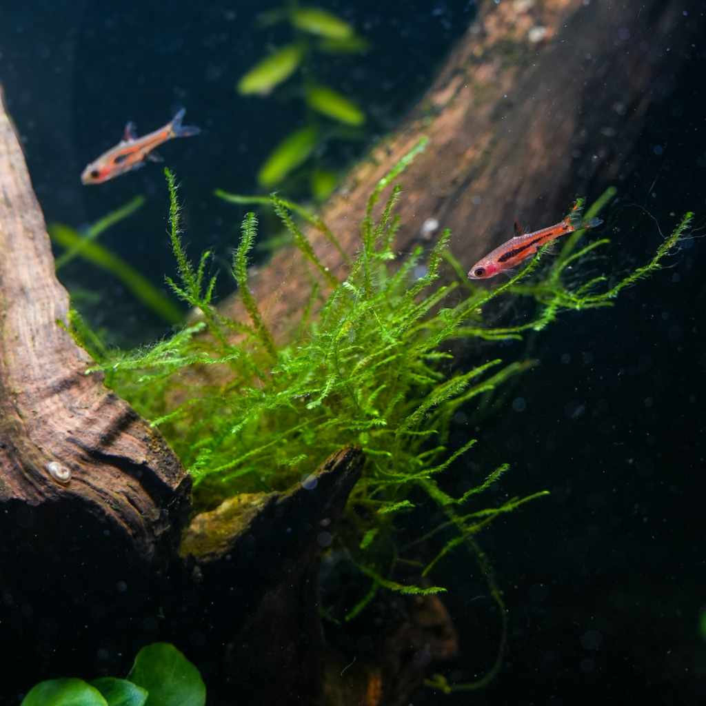 Java Moss Mat - Nestor' Aquariums & Pets