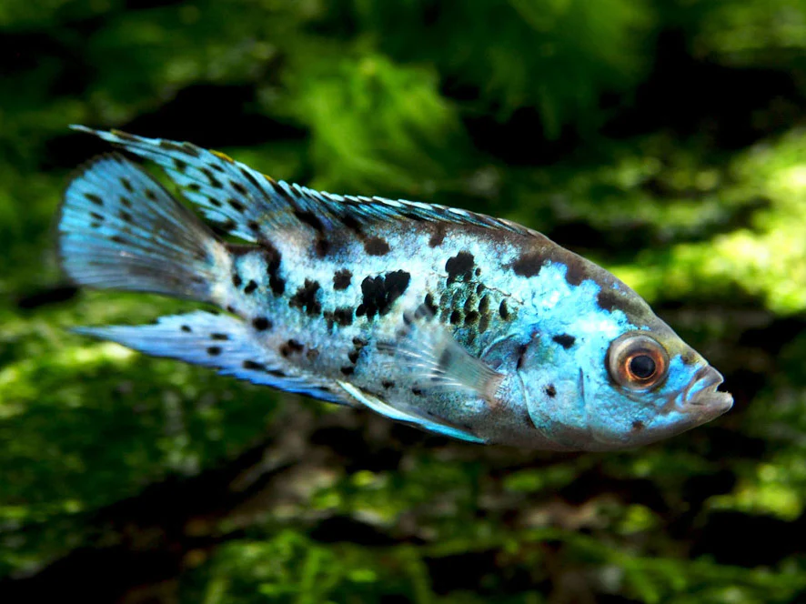 Electric Blue AKA Powder Blue Jack Dempsey Cichlid (Rocio octofasciata 