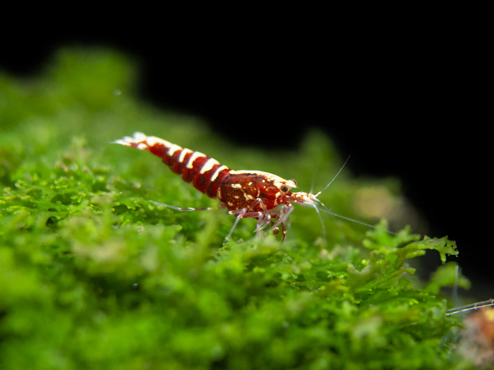 Red Galaxy Pinto Shrimp (Caridina cantonensis, A Grade), Tank-Bred - Nestor' Aquariums & Pets