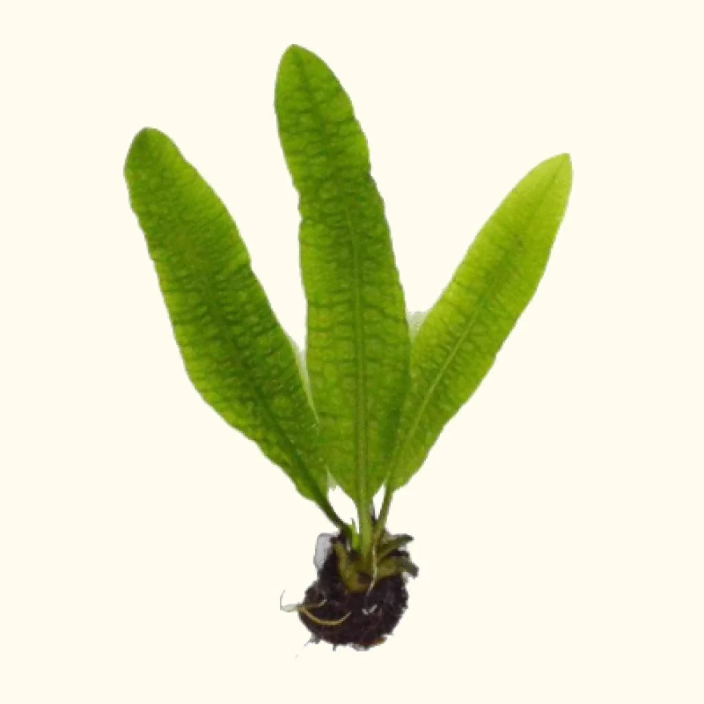 Aponogeton Boivinianus - Nestor' Aquariums & Pets