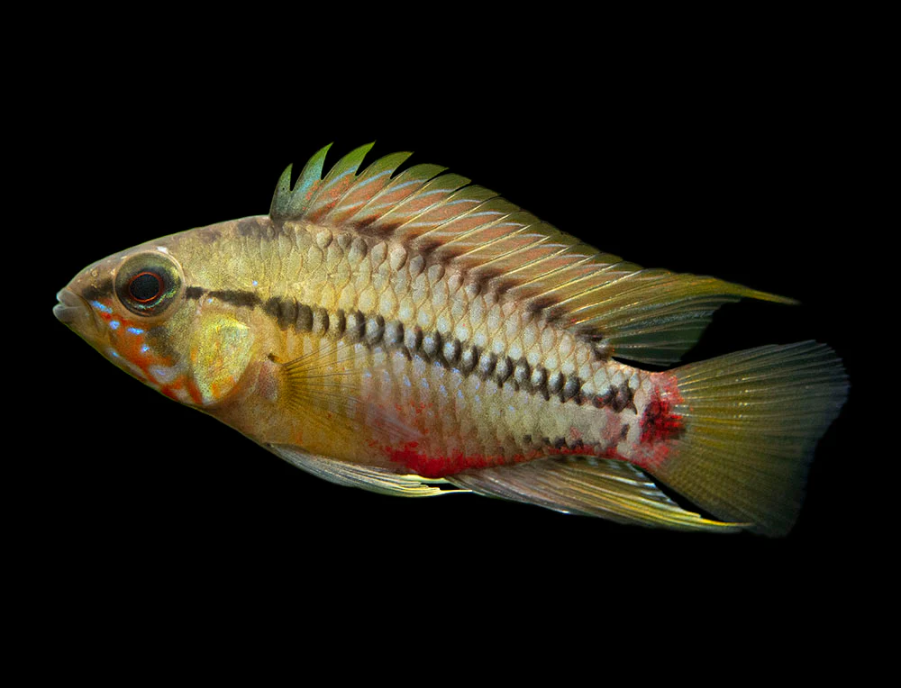 Hongslo's Dwarf Cichlid (Apistogramma hongsloi 