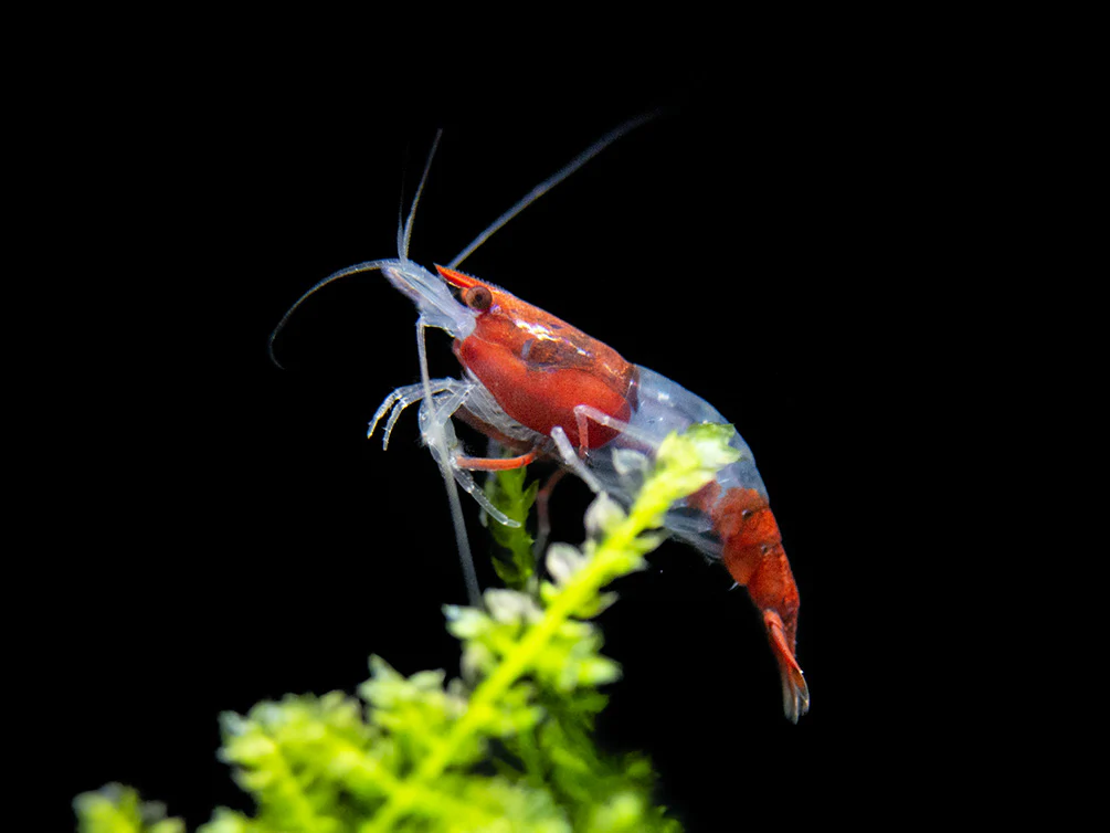 Red Rili Shrimp Breeder Combo Box - Nestor' Aquariums & Pets