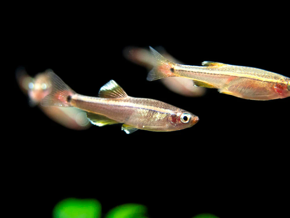 White Cloud Mountain Minnow (Tanichthys albonubes), Tank-Bred - Nestor' Aquariums & Pets