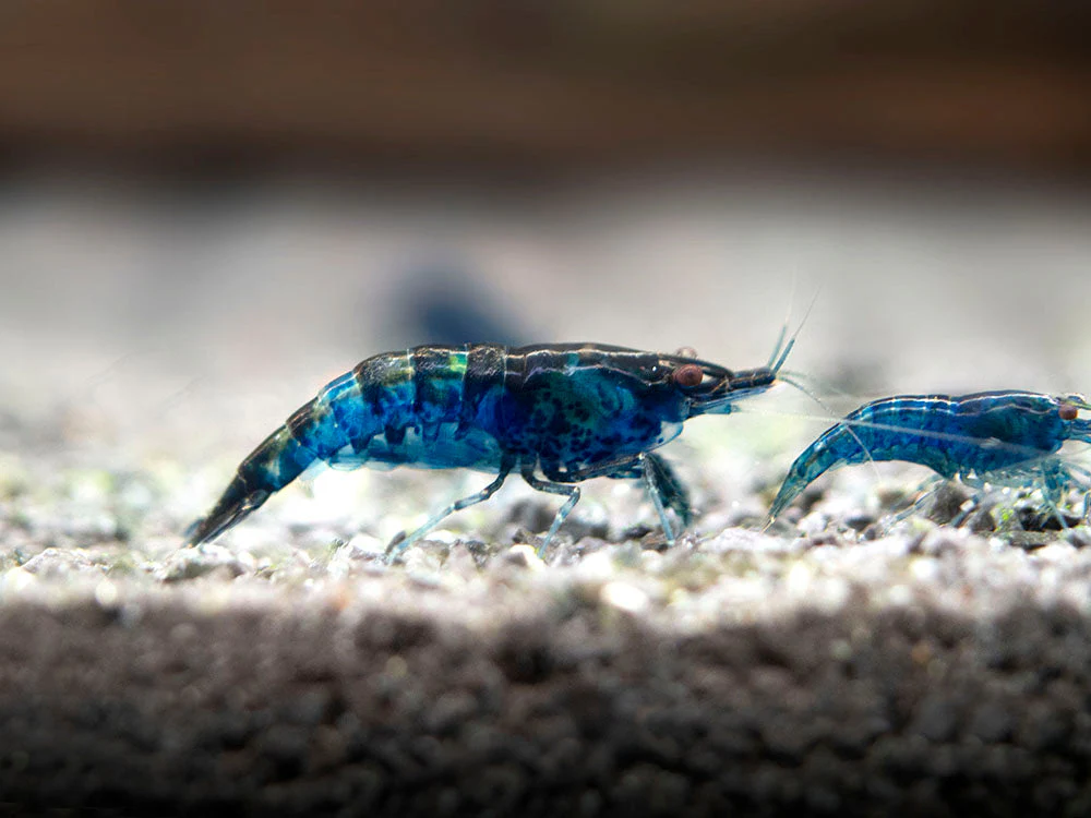 Dream Blue Velvet Shrimp Breeder Combo Box - Nestor' Aquariums & Pets