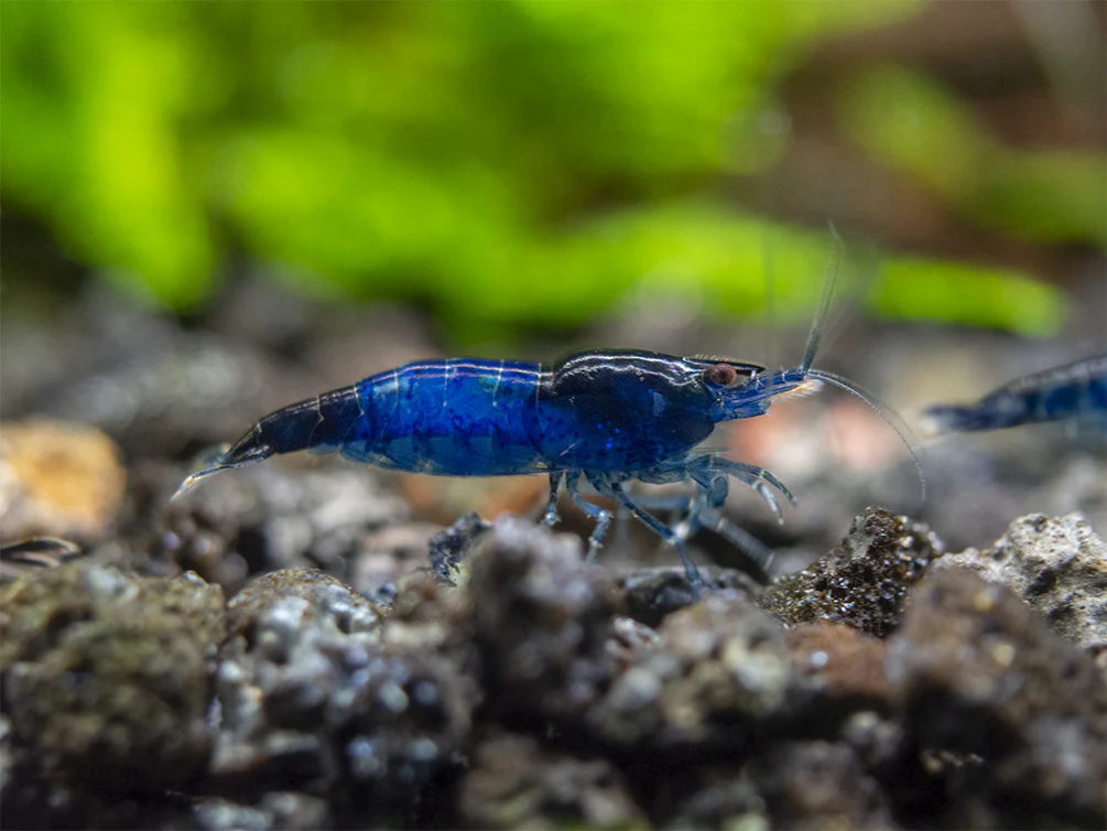 Blue Rili Shrimp (Neocaridina davidi), Tank-Bred - Nestor' Aquariums & Pets