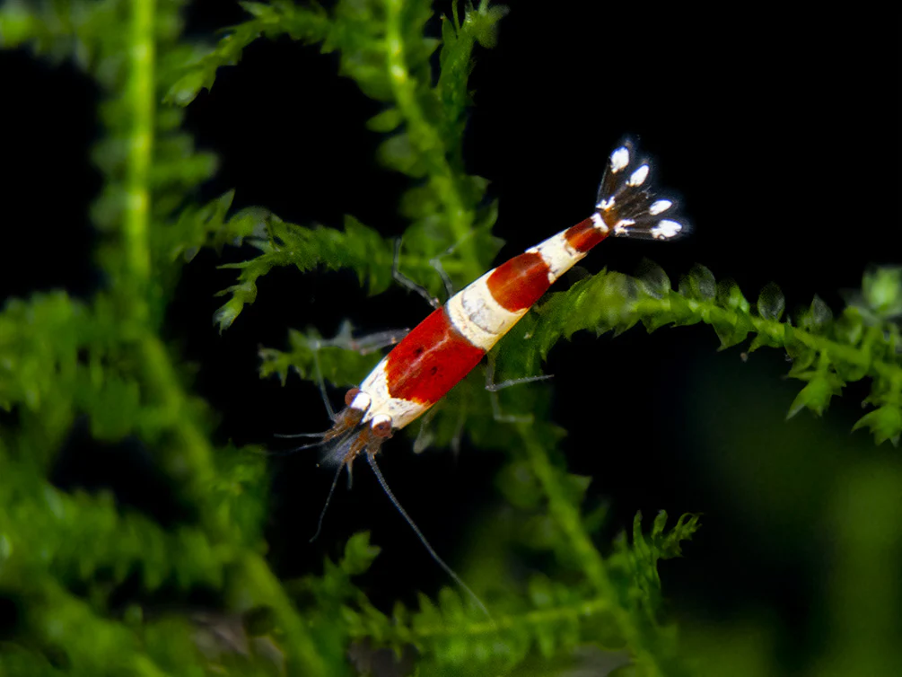 Crystal Red Shrimp (Caridina cantonensis, A-S Grade), Tank-Bred - Nestor' Aquariums & Pets