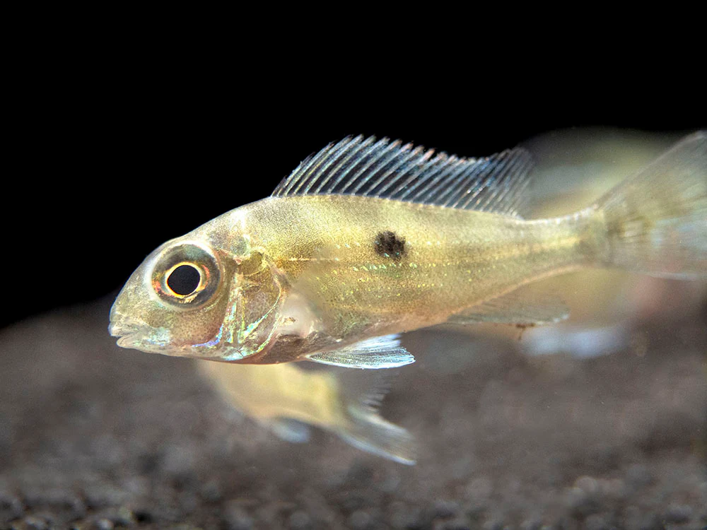 Sven's Eartheater Cichlid (Geophagus sveni), Tank-Bred! - Nestor' Aquariums & Pets
