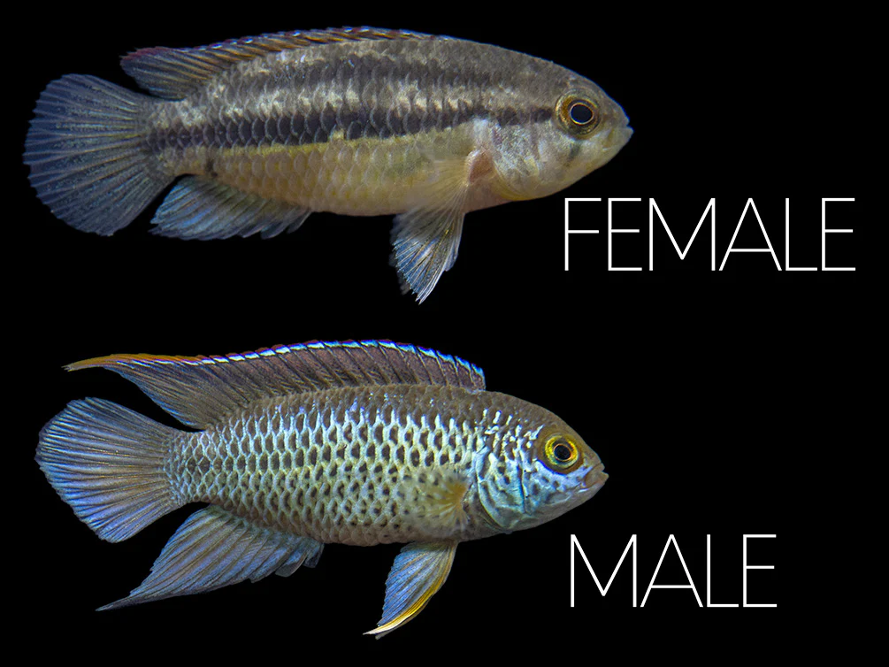 Golden Dwarf Cichlid (Nannacara anomala), - Tank Bred - Nestor' Aquariums & Pets