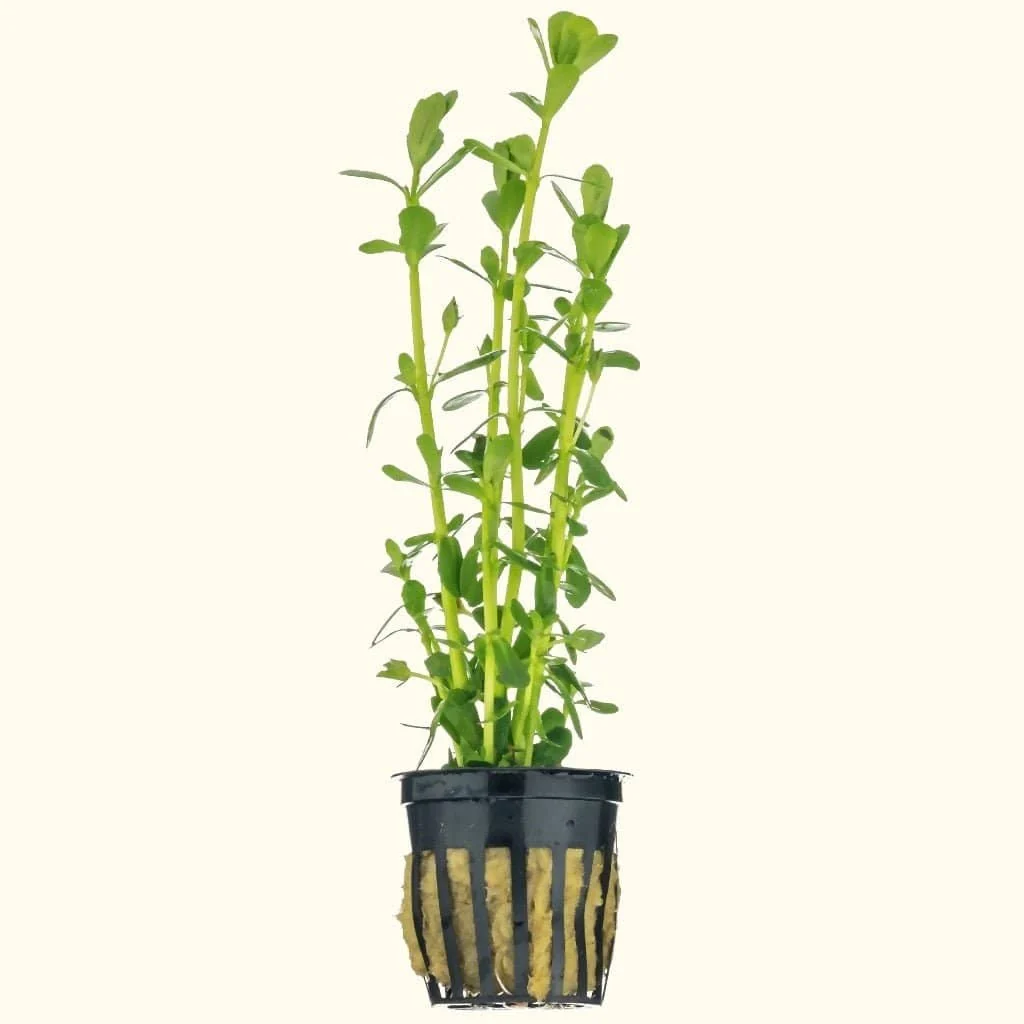 Moneywort - Nestor' Aquariums & Pets