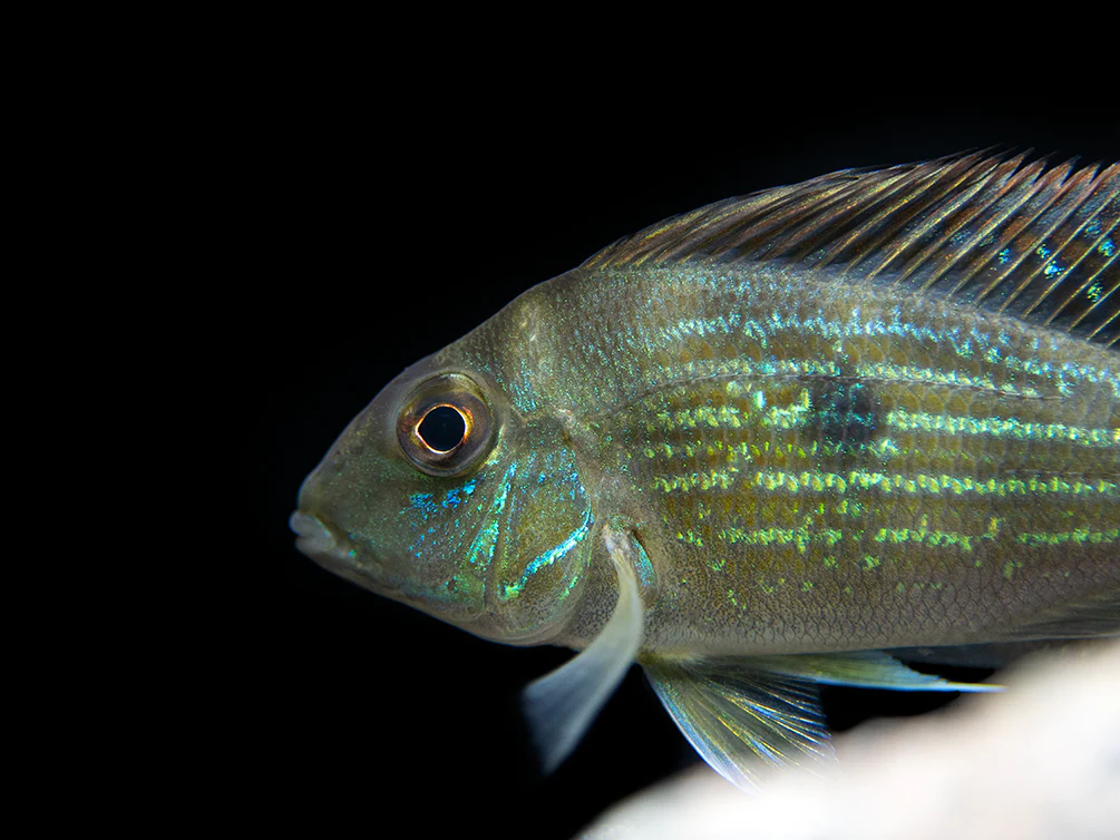 Sven's Eartheater Cichlid (Geophagus sveni), Tank-Bred! - Nestor' Aquariums & Pets