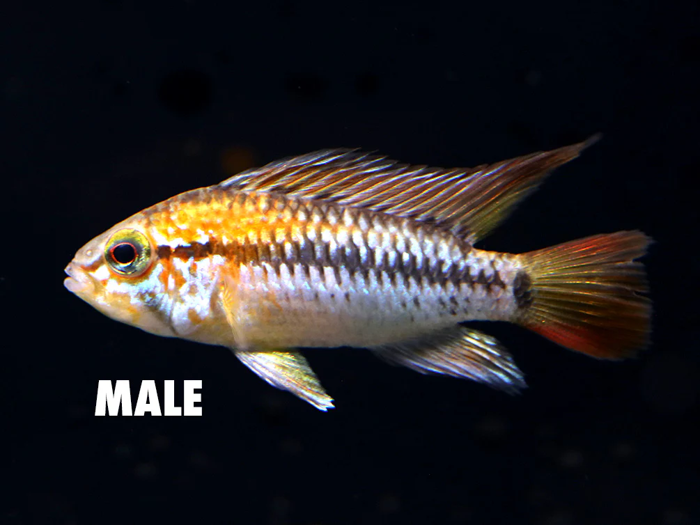 Viejita Dwarf Cichlid (Apistogramma viejita) - Tank Bred! - Nestor' Aquariums & Pets