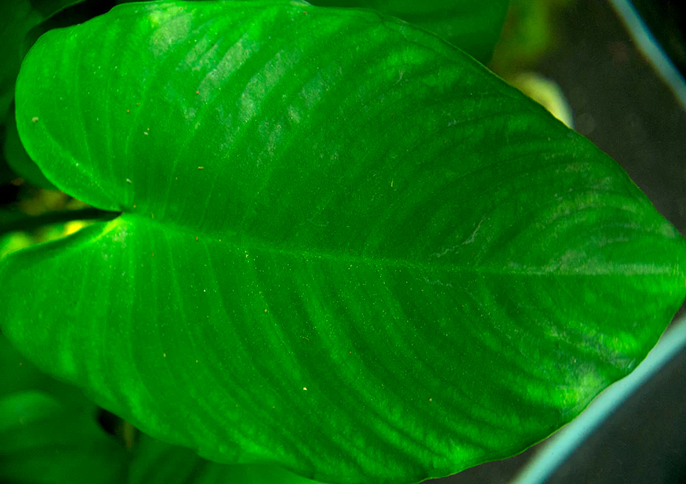 Anubias barteri Large 