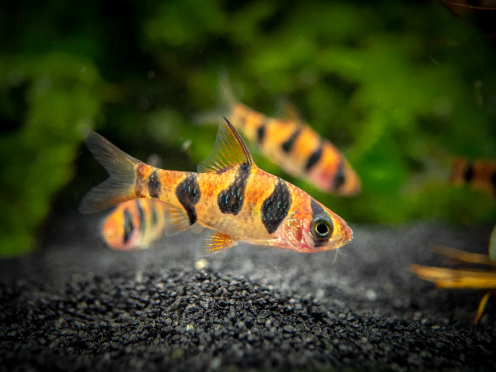 Snakeskin AKA Rhombo AKA Orange Buffalo Barb (Desmopuntius rhomboocellatus) - Nestor' Aquariums & Pets