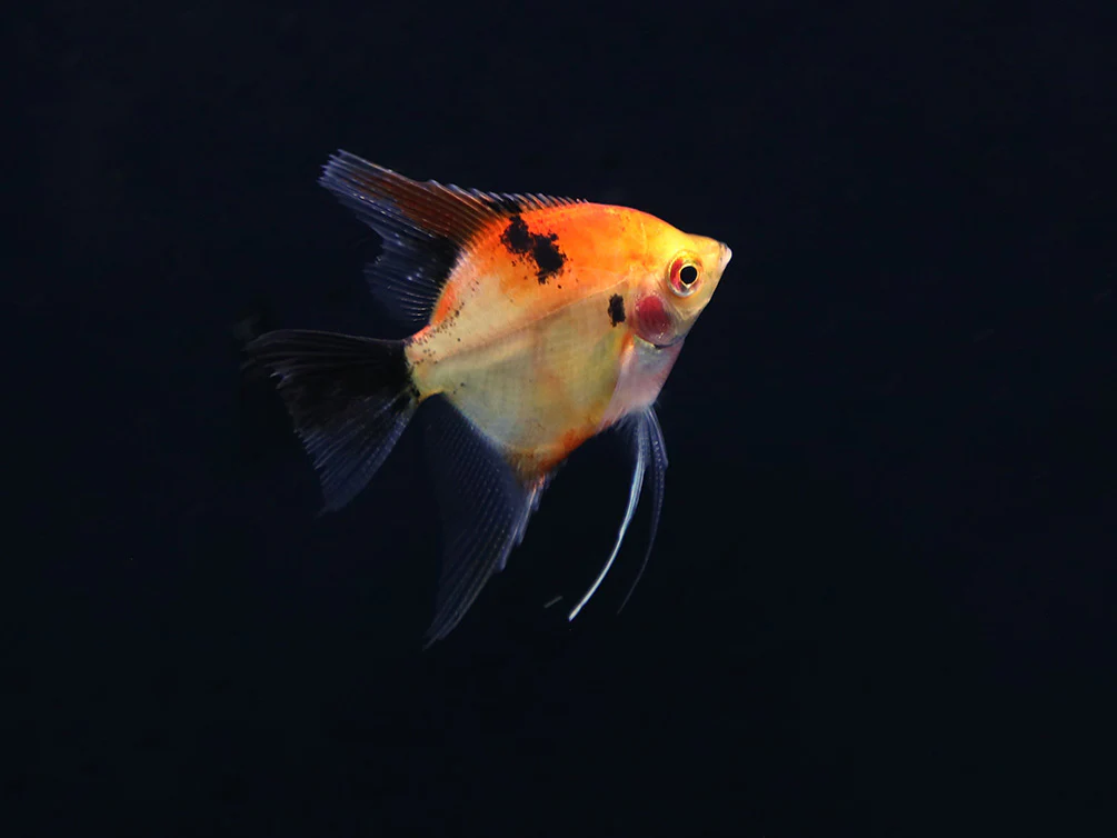 Red Devil Angelfish (Pterophyllum scalare 'Red Devil') - Tank Bred - Nestor' Aquariums & Pets