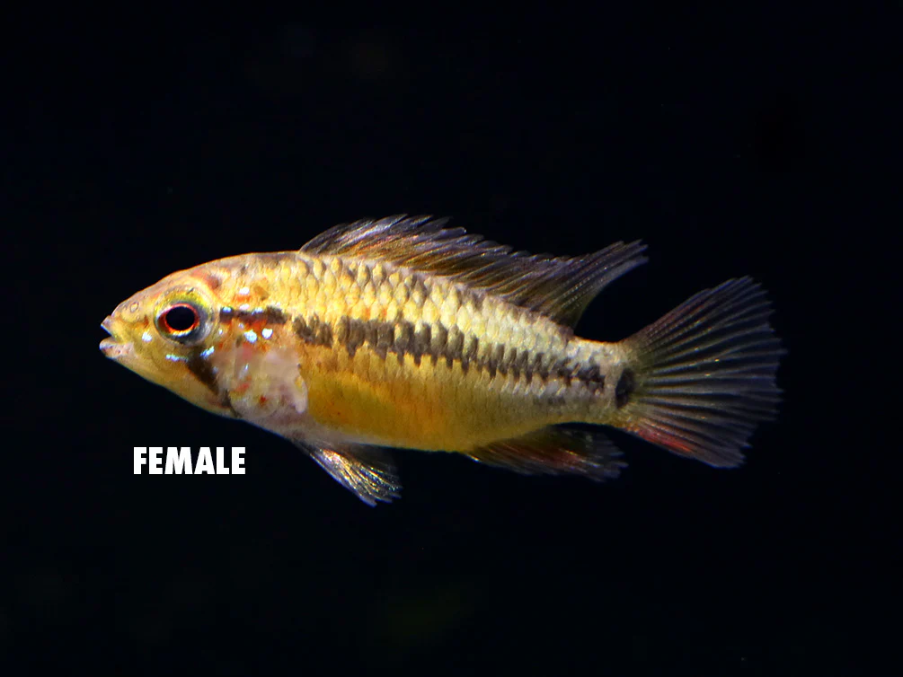 Viejita Dwarf Cichlid (Apistogramma viejita) - Tank Bred! - Nestor' Aquariums & Pets
