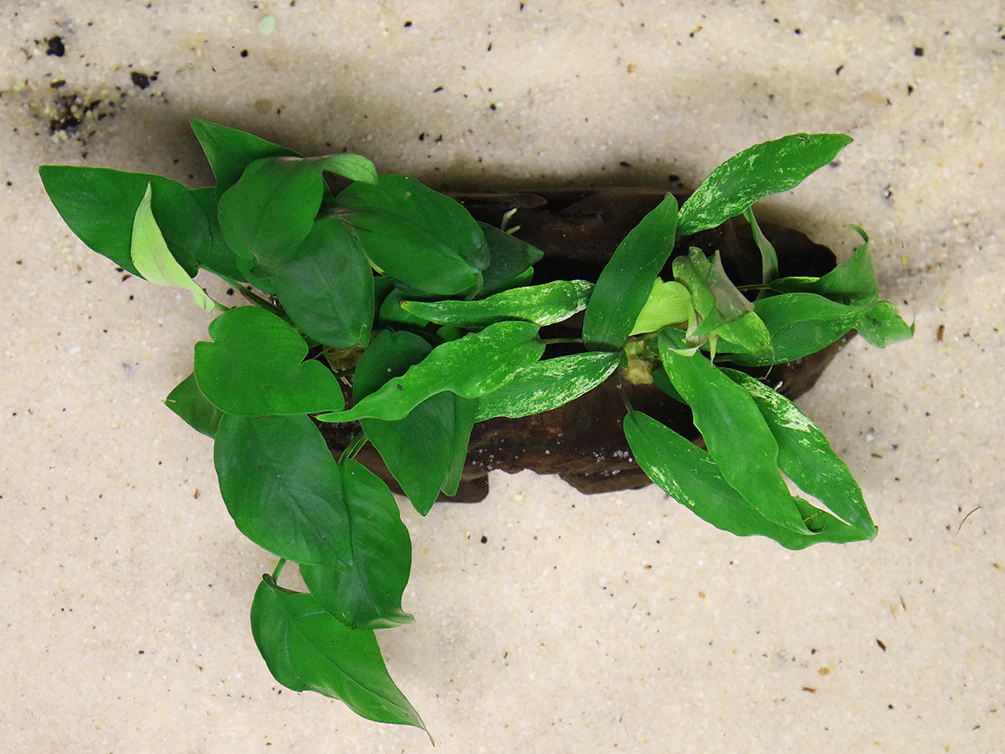 Anubias Barteri Var Nana + Minima on Pterocarpus Wood - Nestor' Aquariums & Pets