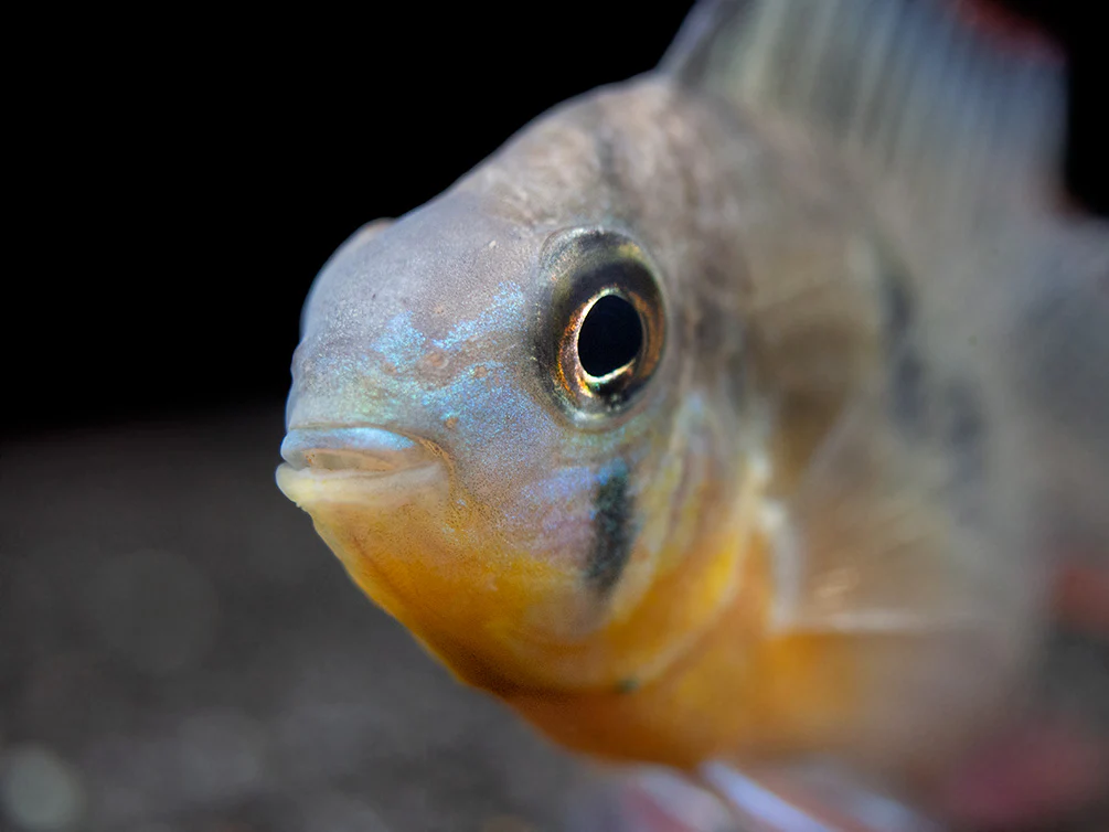 Bolivian Ram Dwarf Cichlid (Mikrogeophagus altispinosus), Tank-Bred - Nestor' Aquariums & Pets