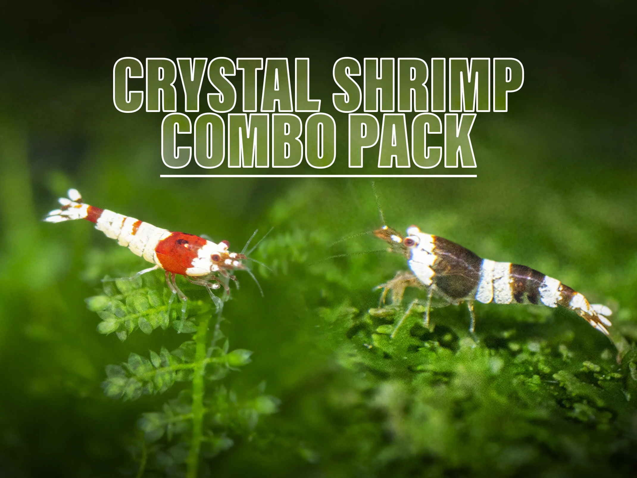 Crystal Shrimp Combo Pack, Tank-Bred - Nestor' Aquariums & Pets